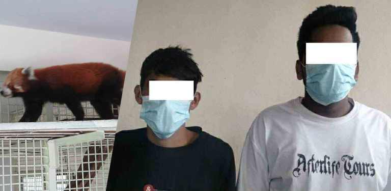 रेड पान्डा चोरी प्रयास : ५ लाख भारुमा बेच्ने डिल, किन्न खोज्ने भारतीय अझै फरार