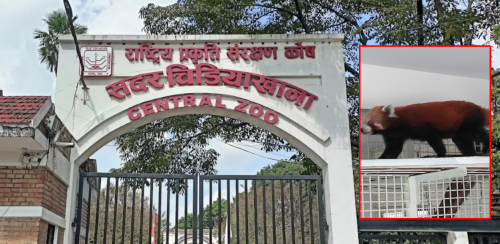 चिडियाखानाबाट दुईपटक चोरी प्रयास भएको दुर्लभ वन्यजन्तु रेडपाण्डाको मृत्यु