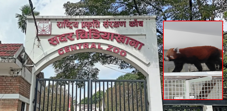 चिडियाखानाबाट दुईपटक चोरी प्रयास भएको दुर्लभ वन्यजन्तु रेडपाण्डाको मृत्यु