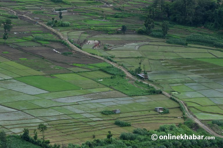 देशभर ४१.९ प्रतिशत धान रोपाइँ, मधेशमा सबैभन्दा कम