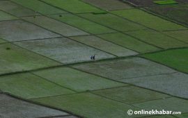 यस वर्षको धान रोपाइँ सकियो, गत वर्षभन्दा उत्साहजनक
