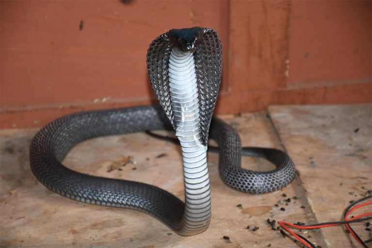 गर्मी बढेसँगै बाँकेमा देखिन थाले विषालु सर्प