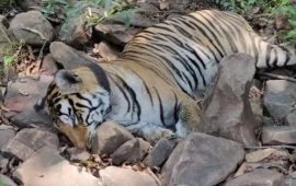 चितवन राष्ट्रिय निकुञ्जमा एक वर्षमा ६ वटा पाटे बाघ मृत फेला