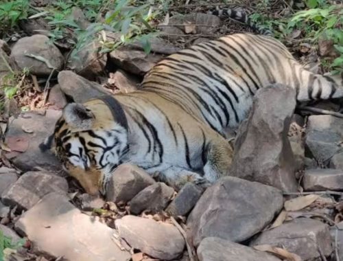 ५ बाघको एकसाथ मृत्युबारे अध्ययन गर्न अनुसन्धान सुरु 