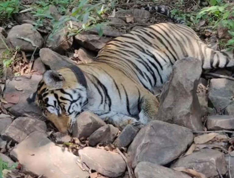 ५ बाघको एकसाथ मृत्युबारे अध्ययन गर्न अनुसन्धान सुरु 