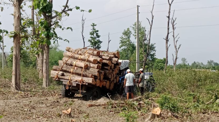 धमाधम हटाइँदै दोधारा चाँदनी सुक्खा बन्दरगाह निर्माणस्थलका रुख