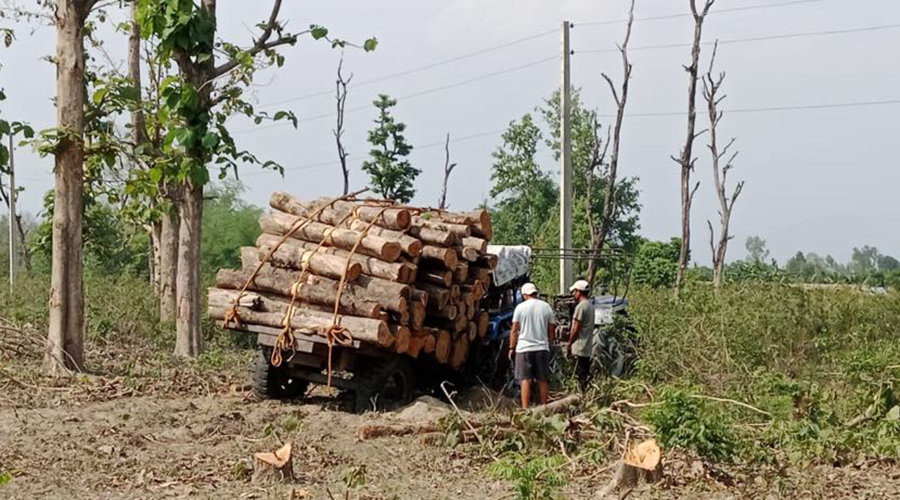 धमाधम हटाइँदै दोधारा चाँदनी सुक्खा बन्दरगाह निर्माणस्थलका रुख