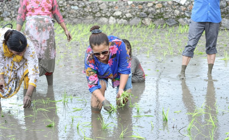 नाचगान गर्दै कलाकारको धान रोपाइँ (तस्वीर)