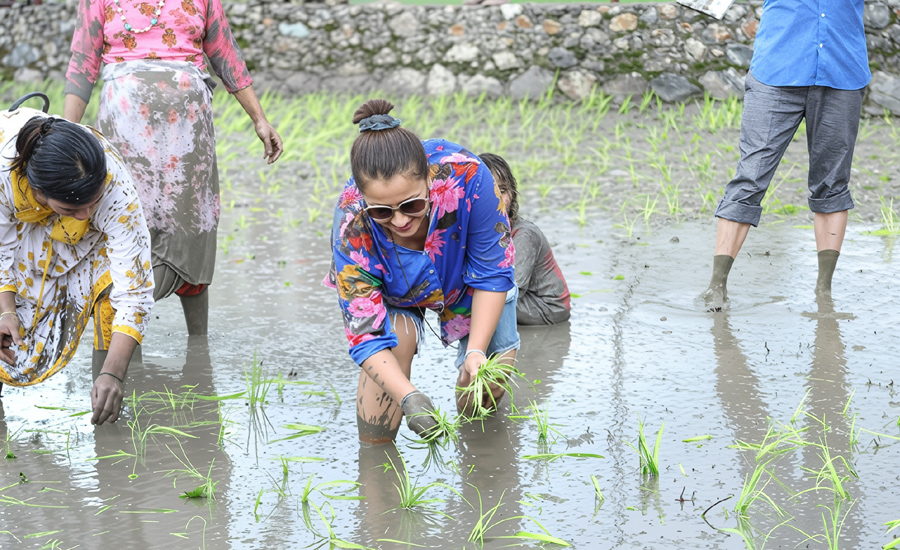 नाचगान गर्दै कलाकारको धान रोपाइँ (तस्वीर)