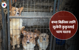 पप्पी मिल : कुकुर उत्पादनको क्रुर धन्दा
