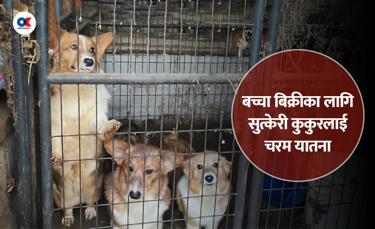 पप्पी मिल : कुकुर उत्पादनको क्रुर धन्दा