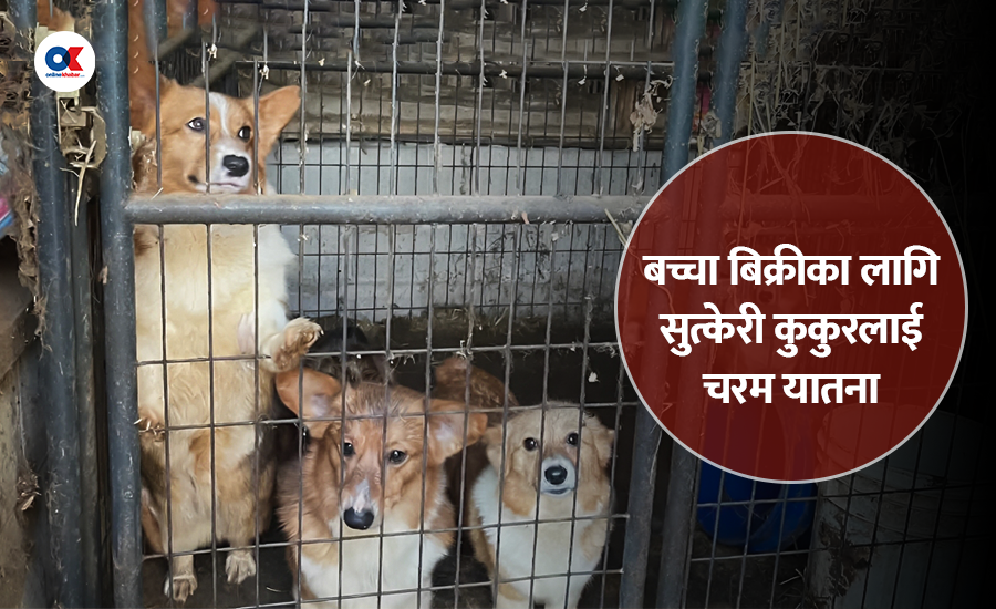 पप्पी मिल : कुकुर उत्पादनको क्रुर धन्दा