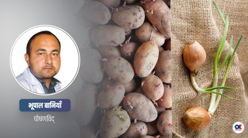 टुसा उम्रिएको आलु, प्याज खानु स्वास्थ्यका लागि फाइदा कि हानि ?