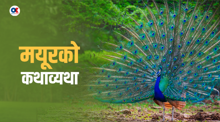 मानव सभ्यतादेखि जोडिएको मयूर किन यति महत्त्वपूर्ण छ ?
