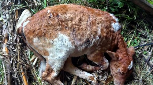 इलाममा लम्पीस्किन संक्रमित गोरु मर्‍यो, १०६ चौपाया संक्रमित