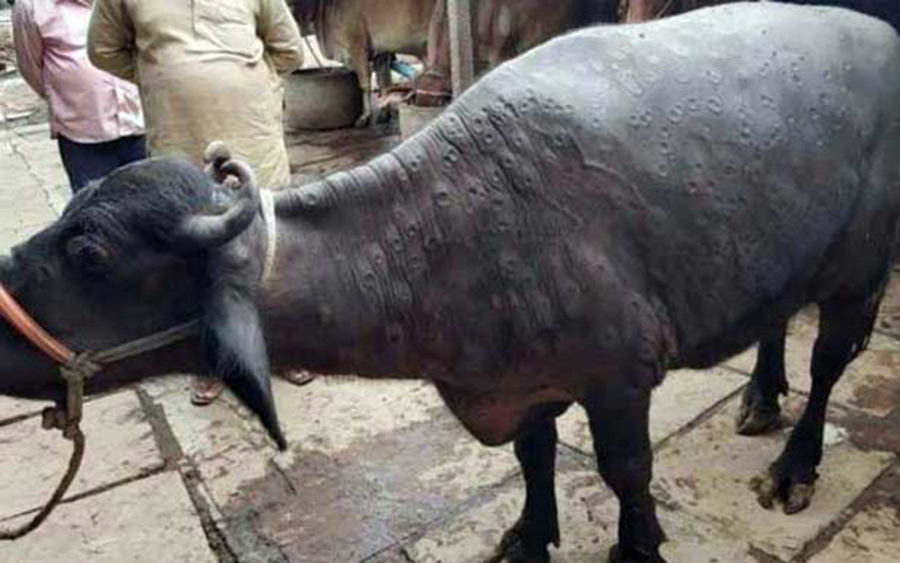 लम्पी स्किन रोग लागेका राँगाभैंसीको मासु खाए के हुन्छ ?