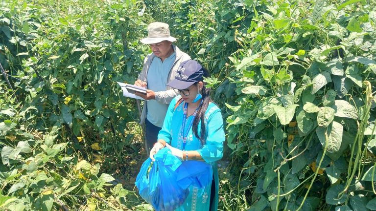 पाँचखालको तरकारी : कुनैबेला विषादीले बिक्री भएन, अहिले ‘सेमी आर्गानिक’