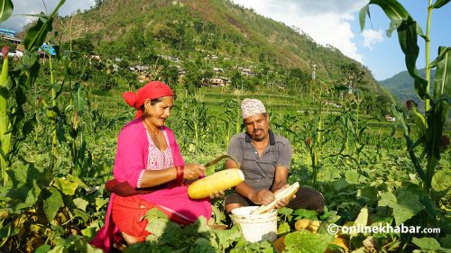 काँक्राको बीउले फेरियो सल्यानवासीको जीवन