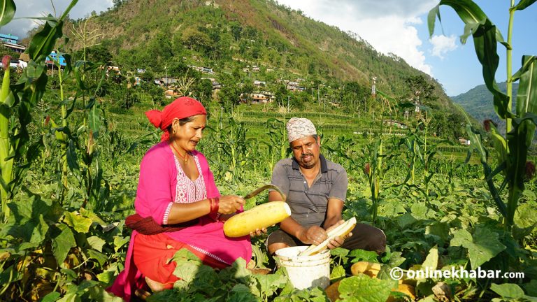 काँक्राको बीउले फेरियो सल्यानवासीको जीवन