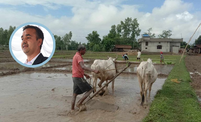 पन्ध्र असार, आँखेत र तारे गोरू