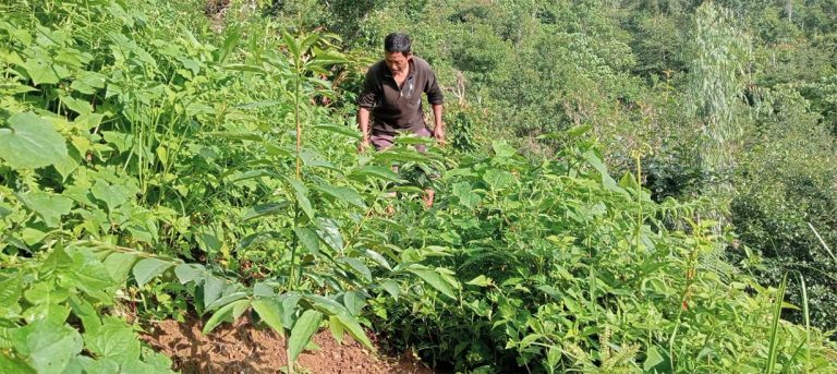 हरित क्रान्ति गर्दै तेह्रथुमका किसान