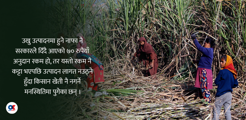 उखुमा पाइरहेको क्विन्टलको ७० रुपैयाँ अनुदान रोकियो, किसान हेरेको हेर्‍यै
