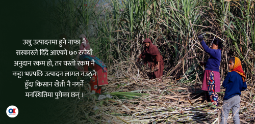 उखुमा पाइरहेको क्विन्टलको ७० रुपैयाँ अनुदान रोकियो, किसान हेरेको हेर्‍यै