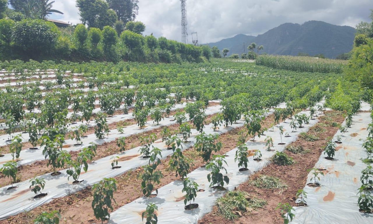स्याङ्जाको कालीगण्डकीमा व्यावसायिक अकबरेखेती