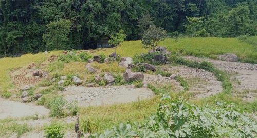 खेतमा बाढी पस्दा बर्खे धानबालीमा क्षति