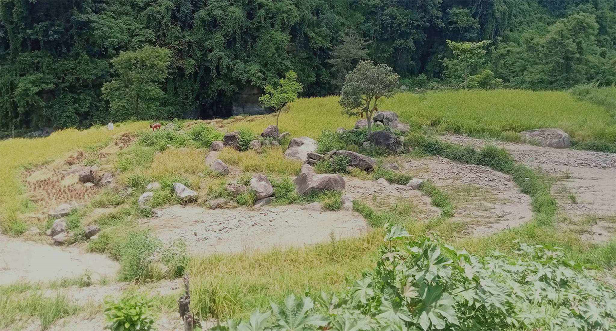 खेतमा बाढी पस्दा बर्खे धानबालीमा क्षति