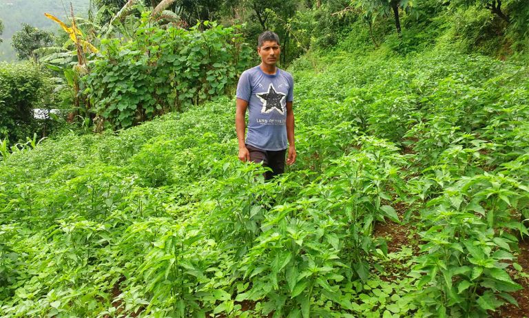 तरकारी र दूध बेचेर मासिक एक लाख कमाउँछन् ढोरपाटनका चन्द्रलाल
