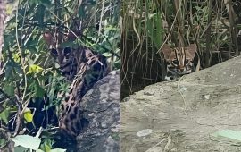 रसुवामा दुई बच्चासहित भेटियो दुर्लभ चरी बाघ