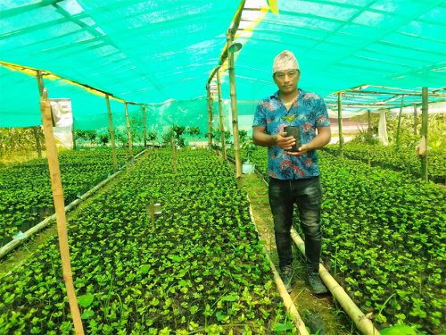 एउटै फार्मबाट एकै सिजनमा नौ हजार कफीका बिरुवा बिक्री