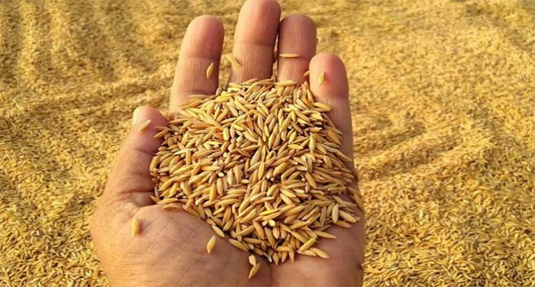 दुई जातका धानको मूल बीउ उत्पादन गर्दै किट विकास फार्म