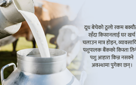 दूधको ४ अर्ब भुक्तानी दिन सरकारको निर्देशन, डेरी उद्योगी भन्छन्– पैसा छैन !