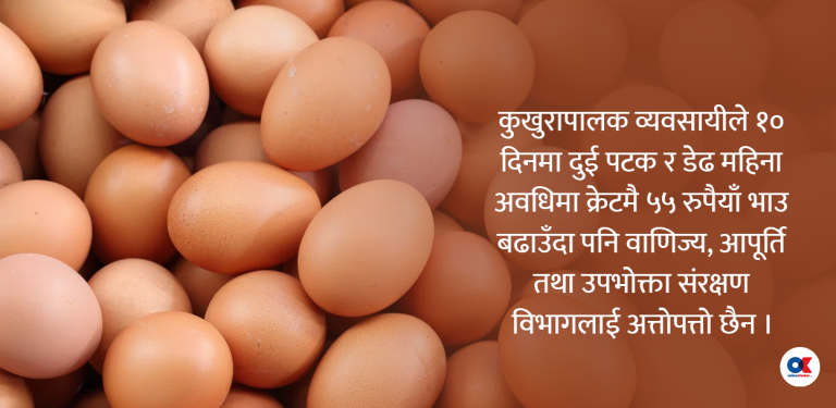 व्यवसायीले बढाइदिए अन्डाको भाउ क्रेटमा ५५ रुपैयाँ, सरकारलाई अत्तो न पत्तो