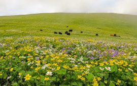 वनफूलले ढकमक्क चौंरी खर्क