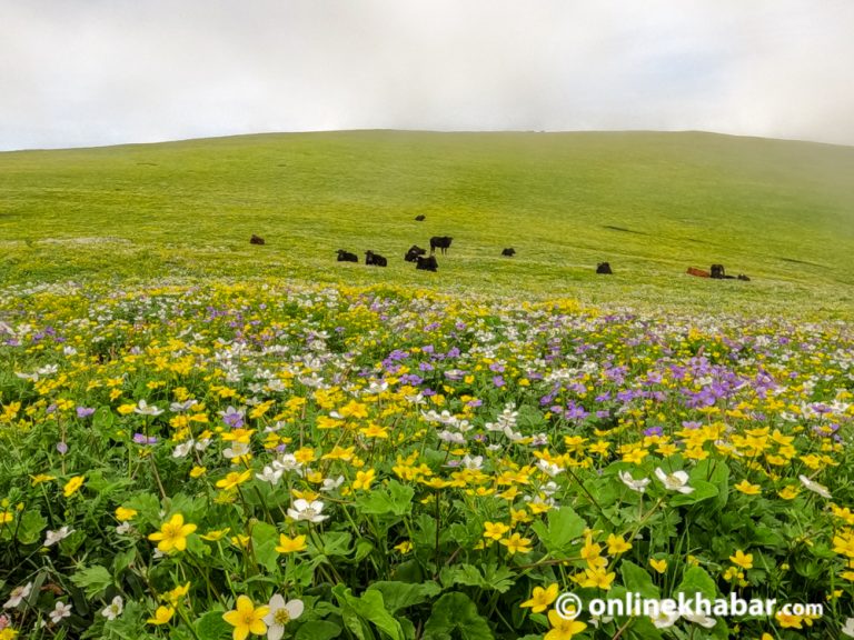 वनफूलले ढकमक्क चौंरी खर्क