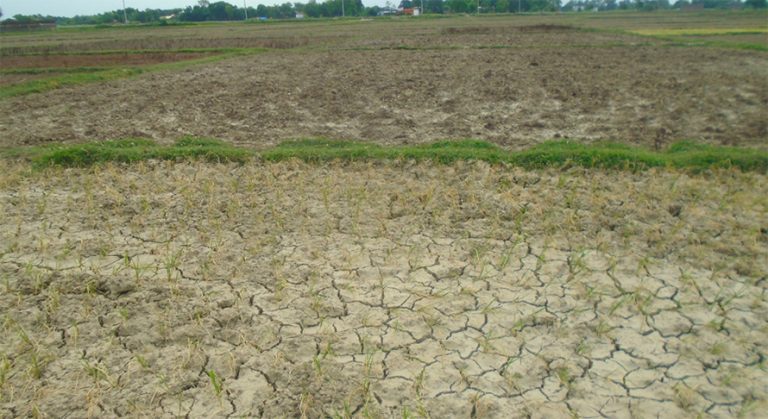 धान रोप्न नपाएपछि महोत्तरीका किसान चिन्तित