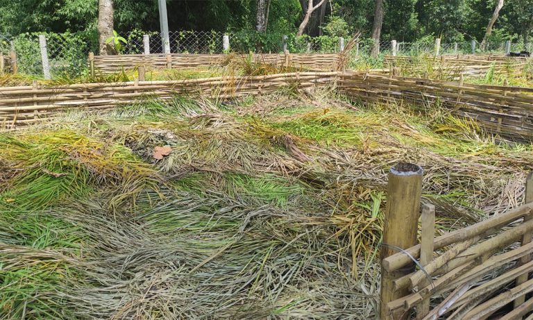 फत्तेपुरमा हरियोपात कुहाएर प्राङ्गारिक मल उत्पादन