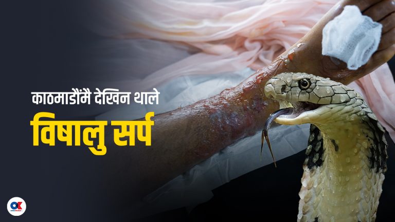 तराईबाट पहाड उक्लँदै विषालु सर्प, अस्पताल नपुग्दै ८० प्रतिशतको जान्छ ज्यान