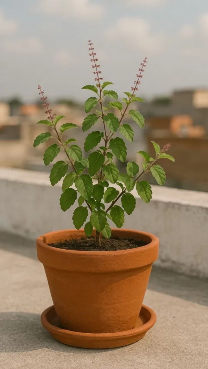 आयुर्वेदमा उल्लेख छ तुलसीको यी गुण