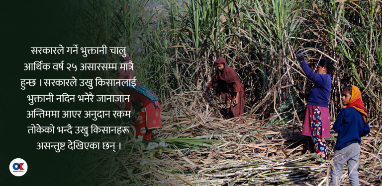 उखु किसानको अनुदान सरकारले घटाइदियो आधा, किसान भन्छन्– चाहिँदैन