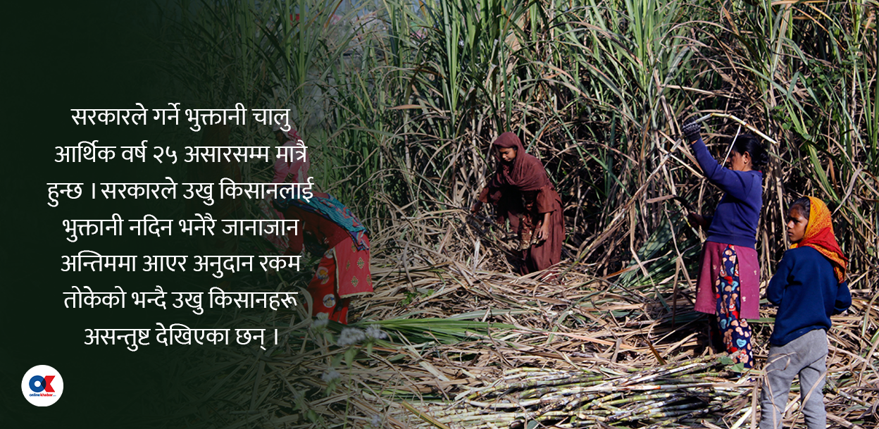 उखु किसानको अनुदान सरकारले घटाइदियो आधा, किसान भन्छन्– चाहिँदैन