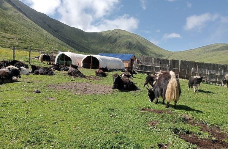 मार्चे लेकमा याक र चौँरीको रगत पिउने मेला सुरु