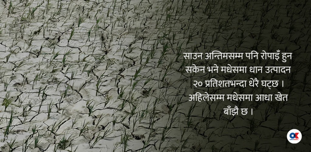 मधेशमा आधा खेत बाँझै, रोपाइँ भए पनि उत्पादकत्व घट्ने