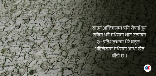 मधेशमा आधा खेत बाँझै, रोपाइँ भए पनि उत्पादकत्व घट्ने