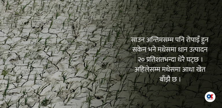मधेशमा आधा खेत बाँझै, रोपाइँ भए पनि उत्पादकत्व घट्ने