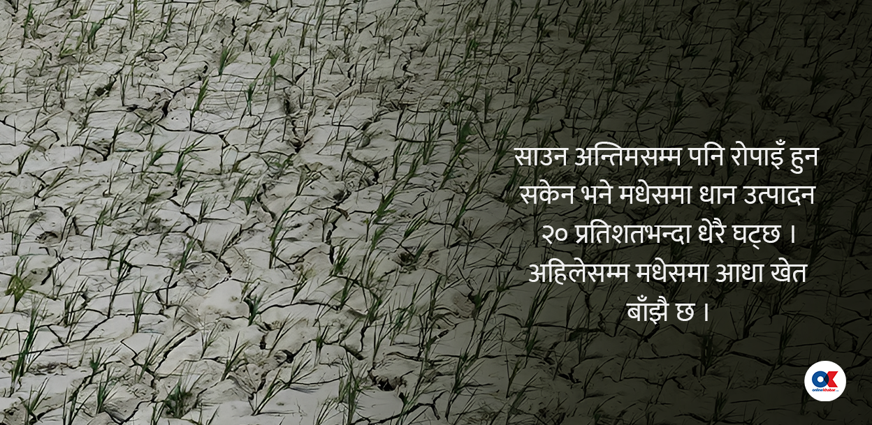 मधेशमा आधा खेत बाँझै, धान उत्पादन नहुँदा अर्थतन्त्रमा पर्छ असर ?