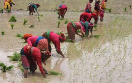 सिस्तुङमा रोपाइँ उत्सव : एकै दिन १०० रोपनी रोपियो धान